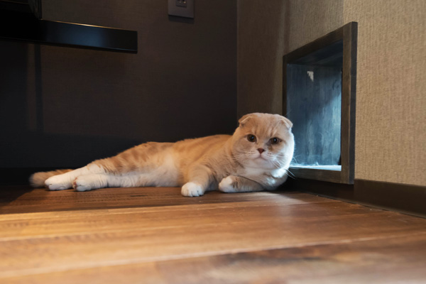 猫トビラは軽くて透明なものが通りやすい。あらかじめ部屋に複数つけておこう。