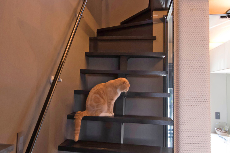 猫と暮らすモデルハウス