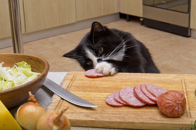 猫にとって、キッチンは危険がいっぱい