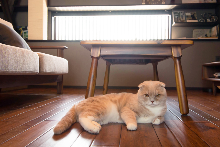 京都嵯峨の猫と暮らすモデルハウス