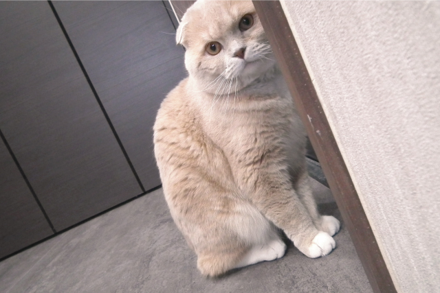 猫トイレは、快適に！僕の画像